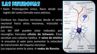 • Axón: Prolongación única. Nace desde una
región del soma llamada cono axónico.
Conduce los impulsos nerviosos desde el soma
neuronal hacia otras neuronas, músculos o
glándulas.
Los del SNP pueden estar rodeados por
neuroglías llamadas células de Schwann. Éstas
secretan una cubierta lipídica → vaina de mielina
→ envualve al axón para aumentar la velocidad
de transmisión del impulso nervioso.
Los espacios entre la vaina → nodos de Ranvier.
 