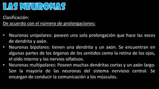 Clasificación:
De acuerdo con el número de prolongaciones:
• Neuronas unipolares: poseen una sola prolongación que hace las veces
de dendrita y axón.
• Neuronas bipolares: tienen una dendrita y un axón. Se encuentran en
algunas partes de los órganos de los sentidos como la retina de los ojos,
el oído interno y los nervios olfativos.
• Neuronas multipolares: Poseen muchas dendritas cortas y un axón largo.
Son la mayoría de las neuronas del sistema nervioso central. Se
encargan de conducir la comunicación a los músculos.
 