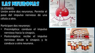 La sinapsis:
Unión entre dos neuronas. Permite el
paso del impulso nervioso de una
célula a otra.
Participan dos neuronas:
• Presináptica: conduce el impulso
nervioso hacia la sinapsis.
• Postsináptica: recibe el impulso
nervioso desde la sinapsis y lo
conduce a otra neurona.
 