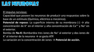 El impulso nervioso:
Capacidad que poseen las neuronas de producir una respuestas sobre la
base de un estímulo (Químico, eléctrico o mecánico).
Potencial de reposo: La superficie interna de su membrana (-) → alta
concentración de K⁺ en el interior y alta concentración de Ca⁺⁺ y Na⁺ en
el exterior.
Bomba de Na-K: Bombardea tres iones de Na⁺ al exterior y dos iones de
K⁺ al interior de la neurona → se gasta ATP.
La variación en la concentración de iones → Potencial de acción.
 
