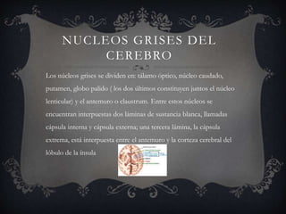 NUCLEOS GRISES DEL
CEREBRO
Los núcleos grises se dividen en: tálamo óptico, núcleo caudado,
putamen, globo palido ( los dos últimos constituyen juntos el núcleo
lenticular) y el antemuro o claustrum. Entre estos núcleos se
encuentran interpuestas dos láminas de sustancia blanca, llamadas
cápsula interna y cápsula externa; una tercera lámina, la cápsula
extrema, está interpuesta entre el antemuro y la corteza cerebral del
lóbulo de la ínsula
 