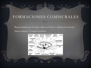 FORMACIONES COMISURALES
Representadas por el cuerpo calloso, el fórnix o trígono, la comisura
blanca anterior y el septum lucidum.
 
