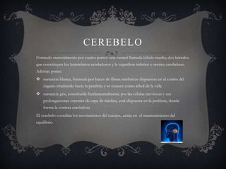 CEREBELO
Formado esencialmente por cuatro partes: una central llamada lóbulo medio, dos laterales
que constituyen los hemisferios cerebelosos y la superficie inferior o vermis cerebeloso.
Ademas posee:
 sustancia blanca, formada por haces de fibras mielínicas dispuestas en el centro del
órgano irradiando hacia la periferia y se conoce como arbol de la vida
 sustancia gris, constituida fundamentalmente por las células nerviosas y sus
prolongaciones carentes de capa de mielina, está dispuesta en la periferia, donde
forma la corteza cerebelosa
El cerebelo coordina los movimientos del cuerpo., actúa en el mantenimiento del
equilibrio.
 