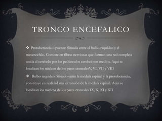TRONCO ENCEFALICO
 Protuberancia o puente: Situada entre el bulbo raquídeo y el
mesencéfalo. Consiste en fibras nerviosas que forman una red compleja
unida al cerebelo por los pedúnculos cerebelosos medios. Aqui se
localizan los núcleos de los pares cranealesV, VI, VII y VIII
 Bulbo raquídeo: Situado entre la médula espinal y la protuberancia,
constituye en realidad una extensión de la médula espinal. Aquí se
localizan los núcleos de los pares craneales IX, X, XI y XII
 