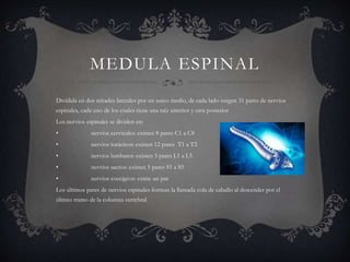 MEDULA ESPINAL
Dividida en dos mitades laterales por un surco medio, de cada lado surgen 31 pares de nervios
espinales, cada uno de los cuales tiene una raíz anterior y otra posterior
Los nervios espinales se dividen en:
• nervios cervicales: existen 8 pares C1 a C8
• nervios torácicos: existen 12 pares T1 a T2
• nervios lumbares: existen 5 pares L1 a L5
• nervios sacros: existen 5 pares S1 a S5
• nervios coccígeos: existe un par
Los últimos pares de nervios espinales forman la llamada cola de caballo al descender por el
último tramo de la columna vertebral
 
