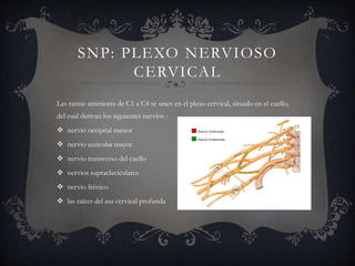 SNP: PLEXO NERVIOSO
CERVICAL
Las ramas anteriores de C1 a C4 se unen en el plexo cervical, situado en el cuello,
del cual derivan los siguientes nervios :
 nervio occipital menor
 nervio auricular mayor
 nervio transverso del cuello
 nervios supraclaviculares
 nervio frénico
 las raíces del asa cervical profunda
 