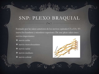 SNP: PLEXO BRAQUIAL
Formado por las raíces anteriores de los nervios espinales C5 a C8 y T1
inerva los hombros y miembros superiores. De este plexo salen cinco
nervios importantes:
 nervio axilar
 nervio musculocutáneo
 nervio radial
 nervio mediano
 nervio cubital
 