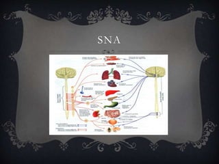 SNA
 