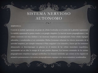 SISTEMA NERVIOSO
AUTONOMO
SIMPATICO:
Controla la médula suprarrenal, un grupo de células localizadas en el centro de la glándula suprarrenal.
La médula suprarrenal se parece mucho a un ganglio simpático. La inervan axones preganglionares y sus
células secretoras son muy similares a las neuronas simpáticas postganglioanres. Estas células segregan
adrenalina y noradrenalina al ser estimuladas. Dichas hormonas refuerzan los efectos neuronales de la
actividad simpática, por ejemplo aumentan el flujo sanguíneo a los músculos y hacen que los nutrientes
almacenados se descompongan en glucosa en el interior de las células musculares esqueléticas,
aumentando así en ellas la energía de la que pueden disponer. Los botones terminales de los axones
preganglionares simpáticos segregan acetilcolina. Los botones terminales que existen en los órganos de
actuación pertenecientes a los axones postganglionares, segregan otro neurotransmisor: noradrenalina.
 