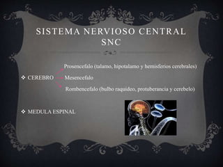 SISTEMA NERVIOSO CENTRAL
SNC
Prosencefalo (talamo, hipotalamo y hemisferios cerebrales)
 CEREBRO Mesencefalo
Rombencefalo (bulbo raquideo, protuberancia y cerebelo)
 MEDULA ESPINAL
 