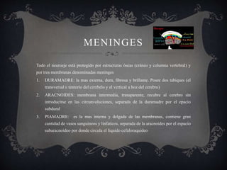 MENINGES
Todo el neuroeje está protegido por estructuras óseas (cráneo y columna vertebral) y
por tres membranas denominadas meninges
1. DURAMADRE: la mas externa, dura, fibrosa y brillante. Posee dos tabiques (el
transversal o tentorio del cerebelo y el vertical u hoz del cerebro)
2. ARACNOIDES: membrana intermedia, transparente, recubre al cerebro sin
introducirse en las circunvoluciones, separada de la duramadre por el epacio
subdural
3. PIAMADRE: es la mas interna y delgada de las membranas, contiene gran
cantidad de vasos sanguineos y linfaticos, separada de la aracnoides por el espacio
subaracnoideo por donde circula el liquido cefaloraquideo
 