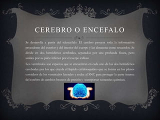 CEREBRO O ENCEFALO
Se desarrolla a partir del telencéfalo. El cerebro procesa toda la información
procedente del exterior y del interior del cuerpo y las almacena como recuerdos. Se
divide en dos hemisferios cerebrales, separados por una profunda fisura, pero
unidos por su parte inferior por el cuerpo calloso
Los ventrículos son espacios que se encuentran en cada uno de los dos hemisferios
cerebrales por los que circula el líquido cefaloraquideo que se forma en los plexos
coroideos de los ventriculos laterales y rodea al SNC para proteger la parte interna
del cerebro de cambios bruscos de presión y transportar sustancias químicas.
 