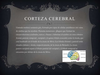 CORTEZA CEREBRAL
Llamada tambien sustancia gris, formada por capas de células amielínicas (sin vaina
de mielina que las recubra). Presenta numerosos pliegues que forman las
circunvoluciones cerebrales, surcos y fisuras y delimitan al cerebro en cinco lóbulos
frontal, parietal, temporal , occipital y el quinto lóbulo conocido como la ínsula, que
está localizado en el fondo de la cisura de Silvio. Los lóbulos frontal y parietal están
situados delante y detrás, respectivamente, de la cisura de Rolando. La cisura
parieto-occipital separa el lóbulo parietal del occipital y el lóbulo temporal se
encuentra por debajo de la cisura de Silvio.
 