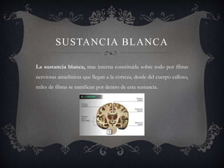 SUSTANCIA BLANCA
La sustancia blanca, mas interna constituída sobre todo por fibras
nerviosas amielínicas que llegan a la corteza, desde del cuerpo calloso,
miles de fibras se ramifican por dentro de esta sustancia.
 