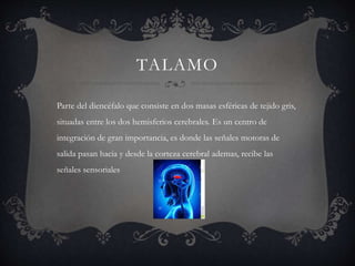 TALAMO
Parte del diencéfalo que consiste en dos masas esféricas de tejido gris,
situadas entre los dos hemisferios cerebrales. Es un centro de
integración de gran importancia, es donde las señales motoras de
salida pasan hacia y desde la corteza cerebral ademas, recibe las
señales sensoriales
 