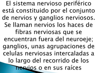 El sistema nervioso periférico
está constituido por el conjunto
de nervios y ganglios nerviosos.
Se llaman nervios los haces de
fibras nerviosas que se
encuentran fuera del neuroeje;
ganglios, unas agrupaciones de
celulas nerviosas intercaladas a
lo largo del recorrido de los
nervios o en sus raíces
 