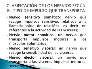  Nervio sensitivo somático: nervio que
recoge impulsos sensitivos relativos a la
llamada «vida de relación», es decir, no
referentes a la actividad de las vísceras;
 Nervio motor somático: un nervio que
transporta impulsos motores a los
músculos voluntarios;
 Nervio sensitivo visceral: un nervio que
recoge la sensibilidad de las vísceras;
 Nervio elector visceral: un nervio que
transporta a las vísceras impulsos motores,
secretores, etc.
 