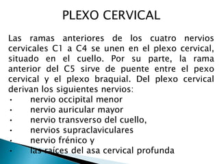 PLEXO CERVICAL
Las ramas anteriores de los cuatro nervios
cervicales C1 a C4 se unen en el plexo cervical,
situado en el cuello. Por su parte, la rama
anterior del C5 sirve de puente entre el pexo
cervical y el plexo braquial. Del plexo cervical
derivan los siguientes nervios:
• nervio occipital menor
• nervio auricular mayor
• nervio transverso del cuello,
• nervios supraclaviculares
• nervio frénico y
• las raíces del asa cervical profunda
 
