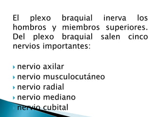 El plexo braquial inerva los
hombros y miembros superiores.
Del plexo braquial salen cinco
nervios importantes:
 nervio axilar
 nervio musculocutáneo
 nervio radial
 nervio mediano
 nervio cubital
 