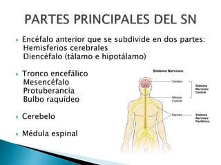 Encéfalo anterior que se subdivide en dos partes:
Hemisferios cerebrales
Diencéfalo (tálamo e hipotálamo)
 Tronco encefálico
Mesencéfalo
Protuberancia
Bulbo raquídeo
 Cerebelo
 Médula espinal
 