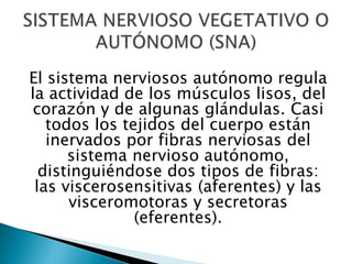 El sistema nerviosos autónomo regula
la actividad de los músculos lisos, del
corazón y de algunas glándulas. Casi
todos los tejidos del cuerpo están
inervados por fibras nerviosas del
sistema nervioso autónomo,
distinguiéndose dos tipos de fibras:
las viscerosensitivas (aferentes) y las
visceromotoras y secretoras
(eferentes).
 