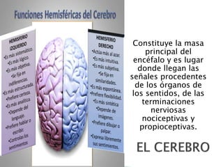 Constituye la masa
principal del
encéfalo y es lugar
donde llegan las
señales procedentes
de los órganos de
los sentidos, de las
terminaciones
nerviosas
nociceptivas y
propioceptivas.
 