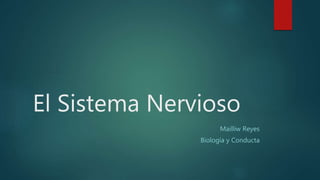 El Sistema Nervioso
Mailliw Reyes
Biología y Conducta
 