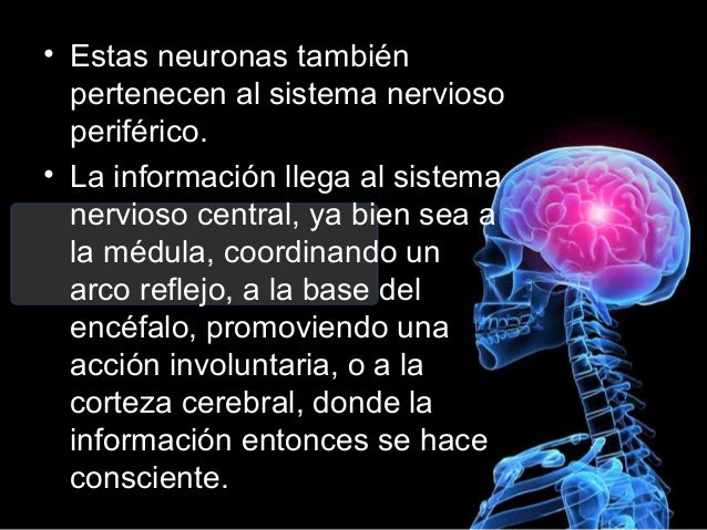 Sistema nervioso