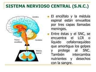 Sistema nervioso y aprendizaje - Fisiología del aprendizaje