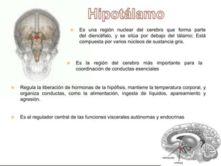 Hipotálamo Es una región nuclear del cerebro que forma parte
del diencéfalo, y se sitúa por debajo del tálamo; Está
compuesta por varios núcleos de sustancia gris.
 Es la región del cerebro más importante para la
coordinación de conductas esenciales
 Regula la liberación de hormonas de la hipófisis, mantiene la temperatura corporal, y
organiza conductas, como la alimentación, ingesta de líquidos, apareamiento y
agresión.
 Es el regulador central de las funciones viscerales autónomas y endocrinas
 