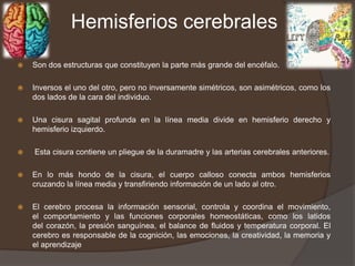 Hemisferios cerebrales
 Son dos estructuras que constituyen la parte más grande del encéfalo.
 Inversos el uno del otro, pero no inversamente simétricos, son asimétricos, como los
dos lados de la cara del individuo.
 Una cisura sagital profunda en la línea media divide en hemisferio derecho y
hemisferio izquierdo.
 Esta cisura contiene un pliegue de la duramadre y las arterias cerebrales anteriores.
 En lo más hondo de la cisura, el cuerpo calloso conecta ambos hemisferios
cruzando la línea media y transfiriendo información de un lado al otro.
 El cerebro procesa la información sensorial, controla y coordina el movimiento,
el comportamiento y las funciones corporales homeostáticas, como los latidos
del corazón, la presión sanguínea, el balance de fluidos y temperatura corporal. El
cerebro es responsable de la cognición, las emociones, la creatividad, la memoria y
el aprendizaje
 