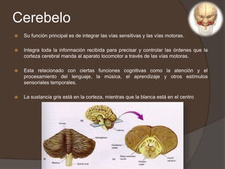 Cerebelo
 Su función principal es de integrar las vías sensitivas y las vías motoras.
 Integra toda la información recibida para precisar y controlar las órdenes que la
corteza cerebral manda al aparato locomotor a través de las vías motoras.
 Esta relacionado con ciertas funciones cognitivas como la atención y el
procesamiento del lenguaje, la música, el aprendizaje y otros estímulos
sensoriales temporales.
 La sustancia gris está en la corteza, mientras que la blanca está en el centro
 