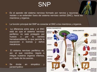 SNP
 Es el aparato del sistema nervioso formado por nervios y neuronas que
residen o se extienden fuera del sistema nervioso central (SNC), hacia los
miembros y órganos.
 La función principal del SNP es conectar el SNC a los miembros y órganos.
 La diferencia entre este y el SNC
está en que el sistema nervioso
periférico no está protegido por
huesos o por la barrera
hematoencefálica, lo que permite la
exposición a toxinas y daños
mecánicos.
 El sistema nervioso periférico es,
así, el que coordina, regula e
integra nuestros órganos internos,
por medio de los axones.
 Se divide en simpático y
parasimpático
 