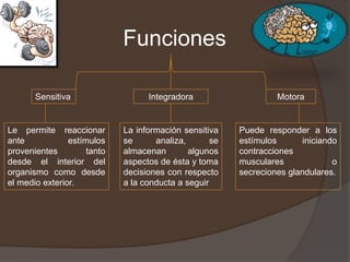Funciones
Sensitiva Integradora Motora
Le permite reaccionar
ante estímulos
provenientes tanto
desde el interior del
organismo como desde
el medio exterior.
La información sensitiva
se analiza, se
almacenan algunos
aspectos de ésta y toma
decisiones con respecto
a la conducta a seguir
Puede responder a los
estímulos iniciando
contracciones
musculares o
secreciones glandulares.
 