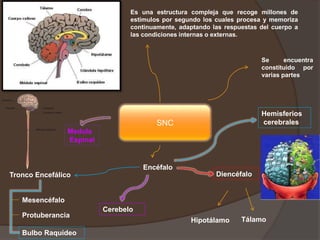 SNC
Es una estructura compleja que recoge millones de
estímulos por segundo los cuales procesa y memoriza
continuamente, adaptando las respuestas del cuerpo a
las condiciones internas o externas.
Se encuentra
constituido por
varias partes
Encéfalo
Hemisferios
cerebrales
Diencéfalo
TálamoHipotálamo
Tronco Encefálico
Mesencéfalo
Protuberancia
Bulbo Raquídeo
Medula
Espinal
Cerebelo
 