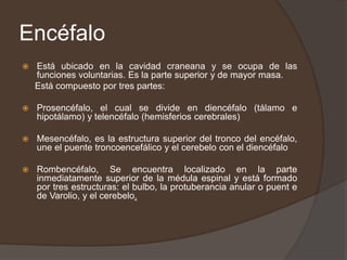 Encéfalo
 Está ubicado en la cavidad craneana y se ocupa de las
funciones voluntarias. Es la parte superior y de mayor masa.
Está compuesto por tres partes:
 Prosencéfalo, el cual se divide en diencéfalo (tálamo e
hipotálamo) y telencéfalo (hemisferios cerebrales)
 Mesencéfalo, es la estructura superior del tronco del encéfalo,
une el puente troncoencefálico y el cerebelo con el diencéfalo
 Rombencéfalo, Se encuentra localizado en la parte
inmediatamente superior de la médula espinal y está formado
por tres estructuras: el bulbo, la protuberancia anular o puent e
de Varolio, y el cerebelo.
 