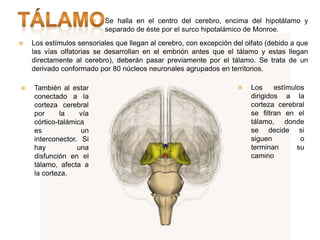  Se halla en el centro del cerebro, encima del hipotálamo y
separado de éste por el surco hipotalámico de Monroe.
 Los estímulos sensoriales que llegan al cerebro, con excepción del olfato (debido a que
las vías olfatorias se desarrollan en el embrión antes que el tálamo y estas llegan
directamente al cerebro), deberán pasar previamente por el tálamo. Se trata de un
derivado conformado por 80 núcleos neuronales agrupados en territorios.
 También al estar
conectado a la
corteza cerebral
por la vía
córtico-talámica
es un
interconector. Si
hay una
disfunción en el
tálamo, afecta a
la corteza.
 Los estímulos
dirigidos a la
corteza cerebral
se filtran en el
tálamo, donde
se decide si
siguen o
terminan su
camino
 