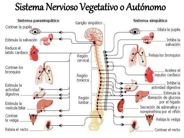 Sistema nervioso