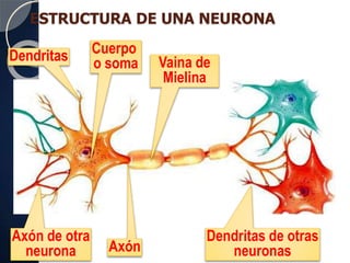 ESTRUCTURA DE UNA NEURONA
Cuerpo
o somaDendritas
Axón de otra
neurona Axón
Vaina de
Mielina
Dendritas de otras
neuronas
 