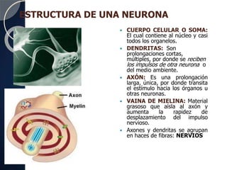  CUERPO CELULAR O SOMA:
El cual contiene al núcleo y casi
todos los organelos.
 DENDRITAS: Son
prolongaciones cortas,
múltiples, por donde se reciben
los impulsos de otra neurona o
del medio ambiente.
 AXÓN: Es una prolongación
larga, única, por donde transita
el estímulo hacia los órganos u
otras neuronas.
 VAINA DE MIELINA: Material
grasoso que aísla al axón y
aumenta la rapidez de
desplazamiento del impulso
nervioso.
 Axones y dendritas se agrupan
en haces de fibras: NERVIOS
ESTRUCTURA DE UNA NEURONA
 