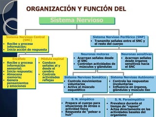 Sistema Nervioso Central
(SNC)
• Recibe y procesa
información;
• Inicia acción de respuesta
Encéfalo
• Recibe y procesa
información
sensorial;
• Inicia respuesta;
• Almacena
memoria;
• Genera
pensamientos
y emociones
Médula espinal
• Conduce
señales al y
desde el
cerebro
• Controla
actividades
reflejas
Sistema Nervioso Periférico (SNP)
• Transmite señales entre el SNC y
el resto del cuerpo
Neuronas sensitivas
• Acarrean señales
desde órganos
sensitivos hacia
el SNC
S. N. simpático
• Prepara al cuerpo para
situaciones de stress o
actividad física
• Respuesta de “pelear o
huir”
S. N. Parasimpático
• Prevalece durante el
tiempo de “reposo”
• Actúa directamente en las
actividades basales del
organismo
ORGANIZACIÓN Y FUNCIÓN DEL
Sistema Nervioso
Sistema Nervioso Somático
• Controla movimientos
voluntarios
• Activa al músculo
esquelético
Sistema Nervioso Autónomo
• Controla las respuestas
involuntarias
• Influencia en órganos,
glándulas y músculo liso
Neuronas motoras
• Acarrean señales desde
el SNC
• Controlan actividades de
´músculos y glándulas
 
