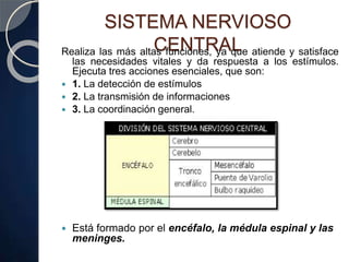 SISTEMA NERVIOSO
CENTRALRealiza las más altas funciones, ya que atiende y satisface
las necesidades vitales y da respuesta a los estímulos.
Ejecuta tres acciones esenciales, que son:
 1. La detección de estímulos
 2. La transmisión de informaciones
 3. La coordinación general.
 Está formado por el encéfalo, la médula espinal y las
meninges.
 