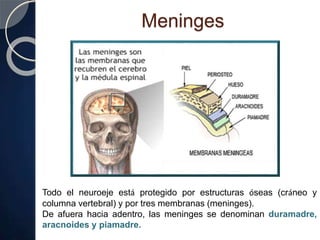 Meninges
Todo el neuroeje está protegido por estructuras óseas (cráneo y
columna vertebral) y por tres membranas (meninges).
De afuera hacia adentro, las meninges se denominan duramadre,
aracnoides y piamadre.
 