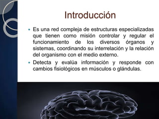 Introducción
 Es una red compleja de estructuras especializadas
que tienen como misión controlar y regular el
funcionamiento de los diversos órganos y
sistemas, coordinando su interrelación y la relación
del organismo con el medio externo.
 Detecta y evalúa información y responde con
cambios fisiológicos en músculos o glándulas.
 