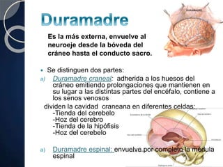 Es la más externa, envuelve al
neuroeje desde la bóveda del
cráneo hasta el conducto sacro.
 Se distinguen dos partes:
a) Duramadre craneal: adherida a los huesos del
cráneo emitiendo prolongaciones que mantienen en
su lugar a las distintas partes del encéfalo, contiene a
los senos venosos
dividen la cavidad craneana en diferentes celdas:
-Tienda del cerebelo
-Hoz del cerebro
-Tienda de la hipófisis
-Hoz del cerebelo
a) Duramadre espinal: envuelve por completo la médula
espinal
 