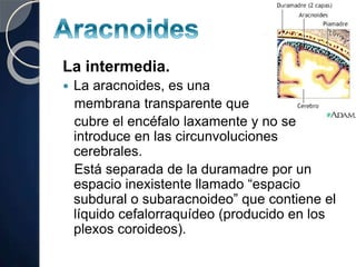 La intermedia.
 La aracnoides, es una
membrana transparente que
cubre el encéfalo laxamente y no se
introduce en las circunvoluciones
cerebrales.
Está separada de la duramadre por un
espacio inexistente llamado “espacio
subdural o subaracnoideo” que contiene el
líquido cefalorraquídeo (producido en los
plexos coroideos).
 