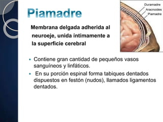 Membrana delgada adherida al
neuroeje, unida íntimamente a
la superficie cerebral
 Contiene gran cantidad de pequeños vasos
sanguíneos y linfáticos.
 En su porción espinal forma tabiques dentados
dispuestos en festón (nudos), llamados ligamentos
dentados.
 