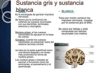 Sustancia gris y sustancia
blanca GRIS:
Es la encargada de generar impulsos
nerviosos
Se forma por la confluencia de
millones de cuerpos neuronales
con sus dendritas, terminales
axónicos y neuroglías.
Núcleos grises: si los cuerpos
neuronales se agrupan en la base
de cráneo
Ganglios: cuando los cuerpos
neuronales se presentan fuera del
sistema nervioso central
se sitúa en la parte superficial como
una lámina delgada y en áreas
más profundas en forma de
núcleos grises.
Los núcleos grises o basales se
asocian a funciones como las
emociones, el pensamiento y el
aprendizaje.
 BLANCA:
Tiene por misión conducir los
impulsos nerviosos creados
por la sustancia gris al SNC
Se ubica por debajo y está
compuesta por axones
neuronales con mielina
 
