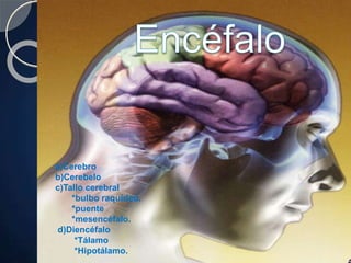 a)Cerebro
b)Cerebelo
c)Tallo cerebral
*bulbo raquídeo.
*puente
*mesencéfalo.
d)Diencéfalo
*Tálamo
*Hipotálamo.
 