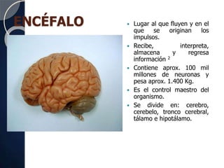 ENCÉFALO  Lugar al que fluyen y en el
que se originan los
impulsos.
 Recibe, interpreta,
almacena y regresa
información 2
 Contiene aprox. 100 mil
millones de neuronas y
pesa aprox. 1.400 Kg.
 Es el control maestro del
organismo.
 Se divide en: cerebro,
cerebelo, tronco cerebral,
tálamo e hipotálamo.
 